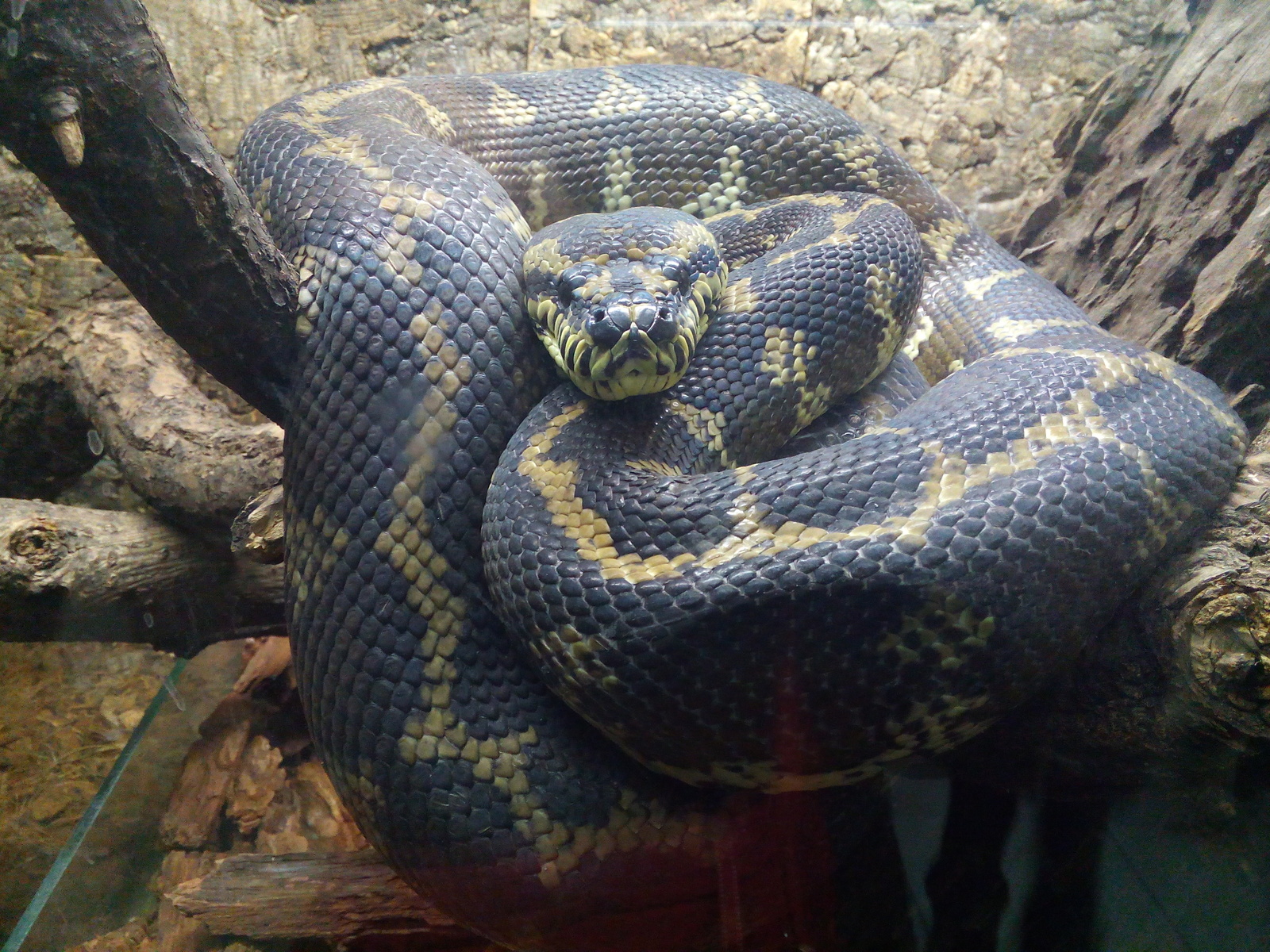 Reptiles of the St. Petersburg Exotarium. - My, Leningrad Zoo, Snake, , Carpet python