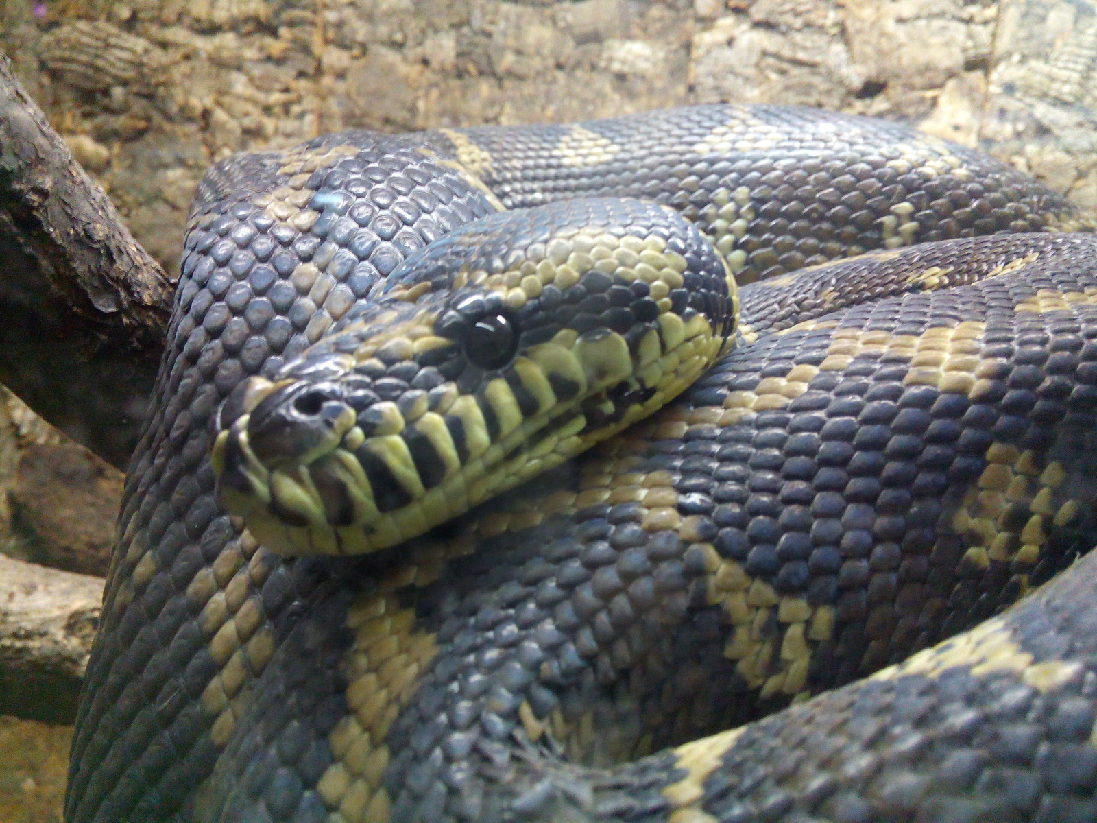 Reptiles of the St. Petersburg Exotarium. - My, Leningrad Zoo, Snake, , Carpet python