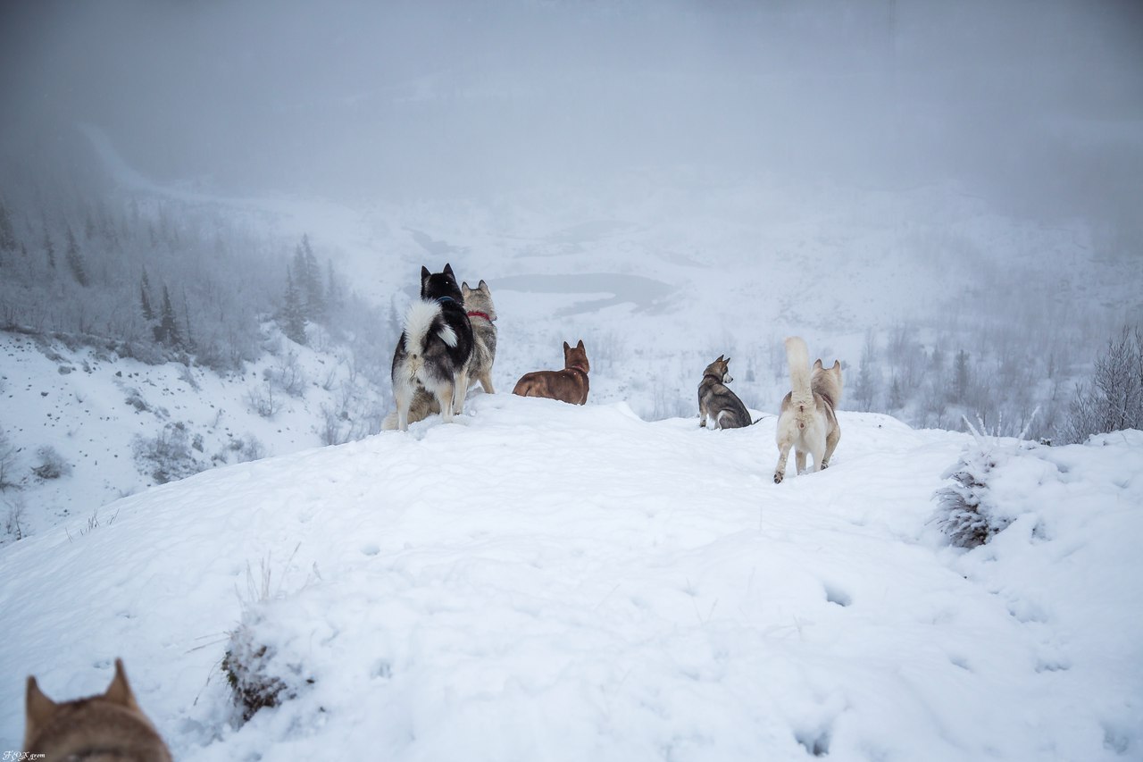 mountain walk - Photo, Dog, Husky, Alaskan Malamute, Snow, Winter, The mountains, Longpost