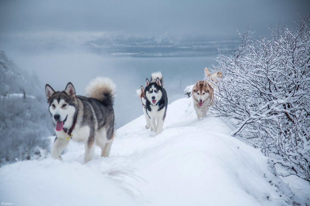 mountain walk - Photo, Dog, Husky, Alaskan Malamute, Snow, Winter, The mountains, Longpost