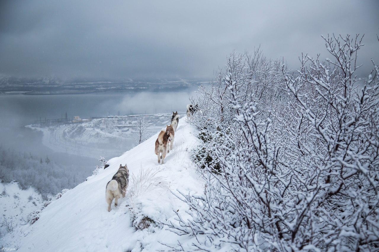 mountain walk - Photo, Dog, Husky, Alaskan Malamute, Snow, Winter, The mountains, Longpost