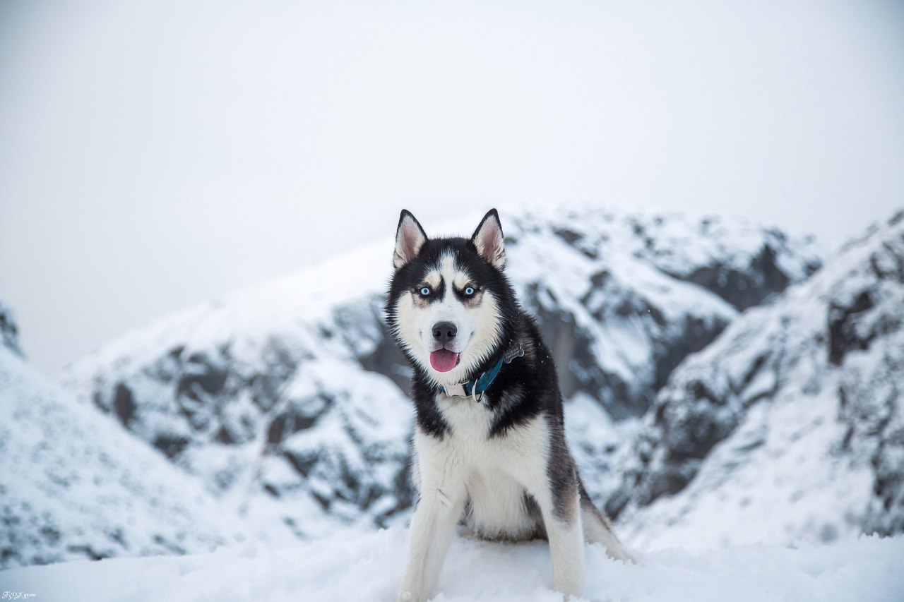 mountain walk - Photo, Dog, Husky, Alaskan Malamute, Snow, Winter, The mountains, Longpost