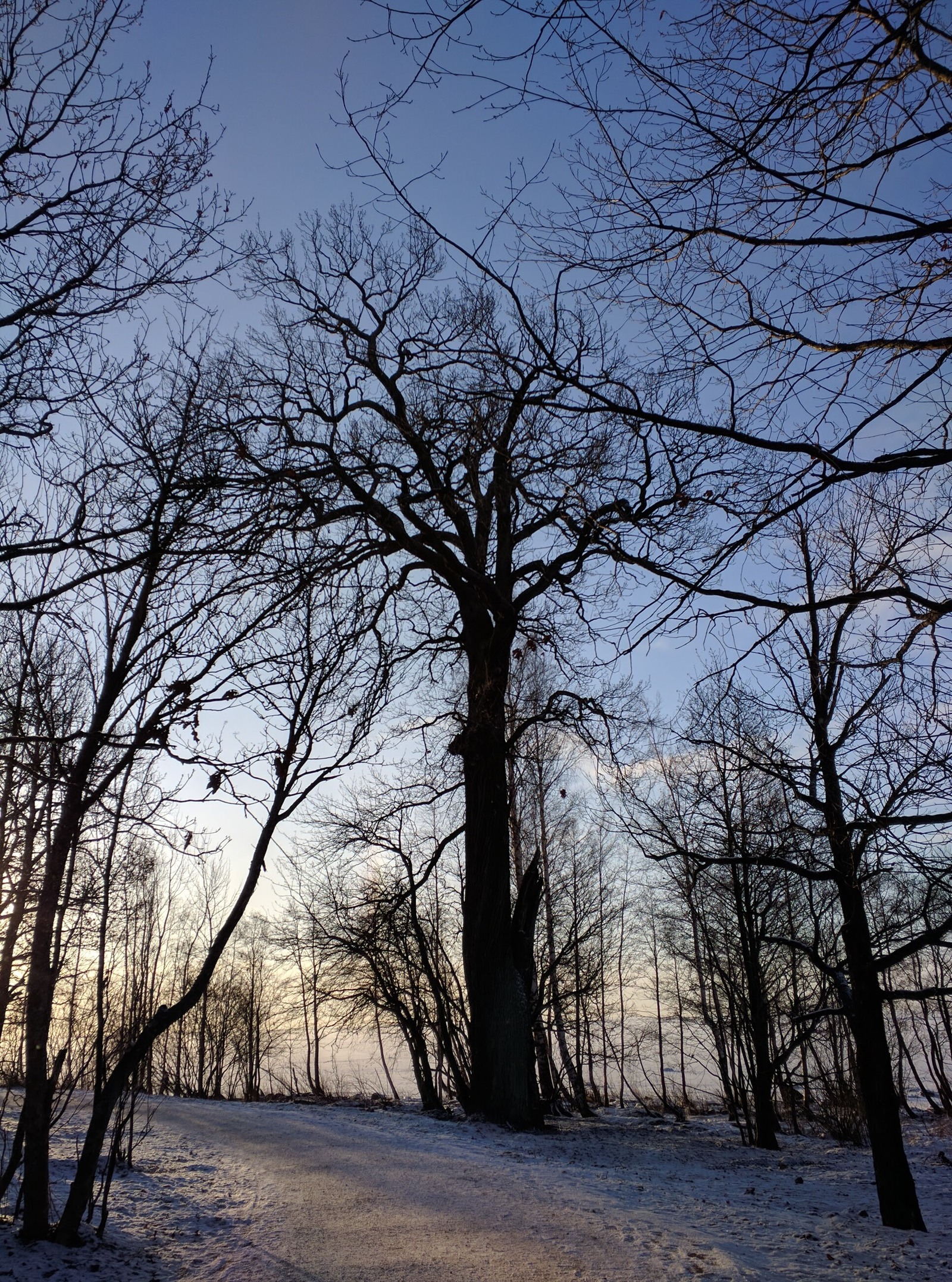 St. Petersburg frost - My, Saint Petersburg, Winter, Cold, Sea, The sun, Sestroretsk, Leningrad region, Longpost