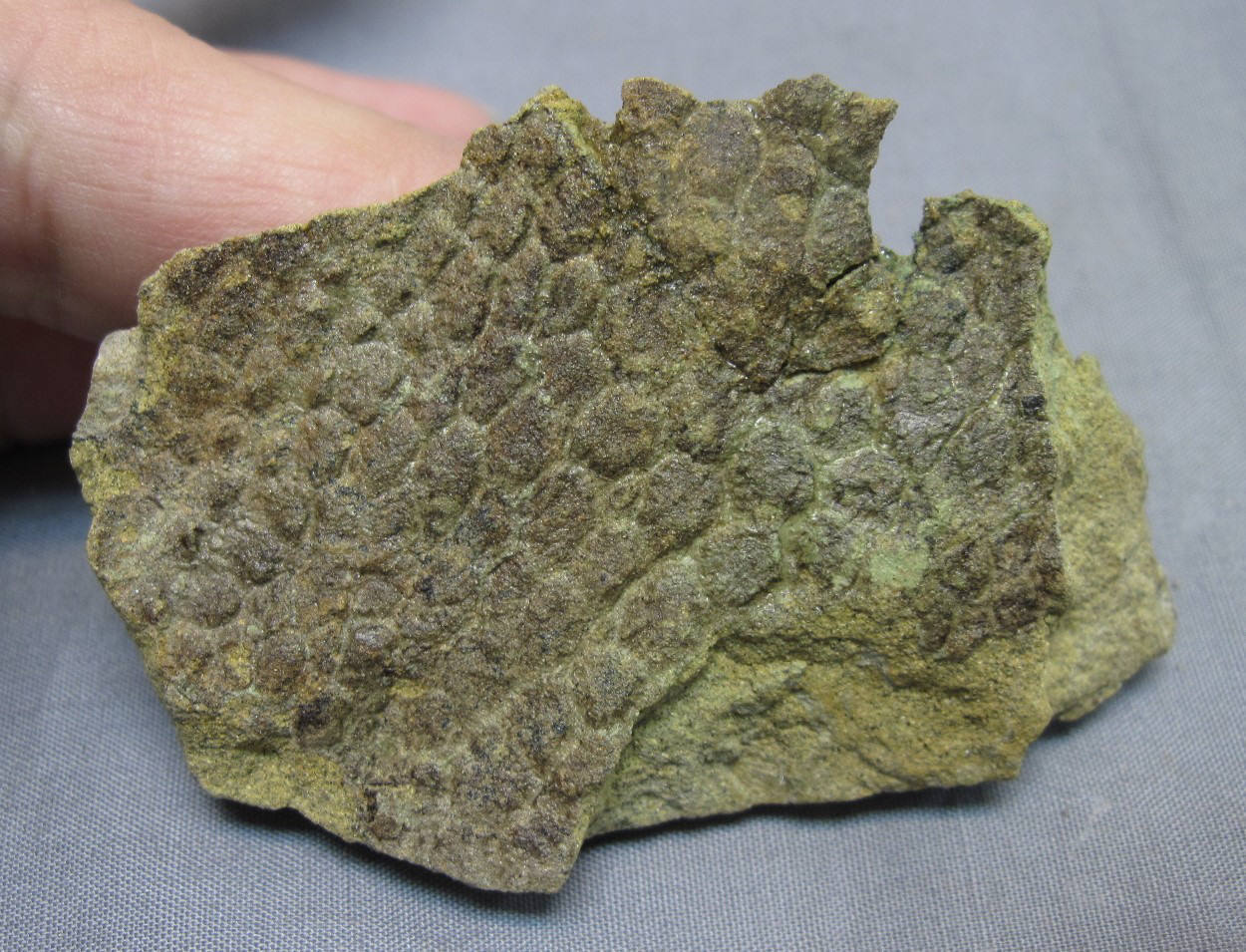 fossilized dinosaur skin - Interesting, beauty, Dinosaurs, Paleontology, The science