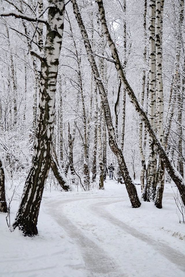 Зачарованный лес. - Лес, Зима, Длиннопост