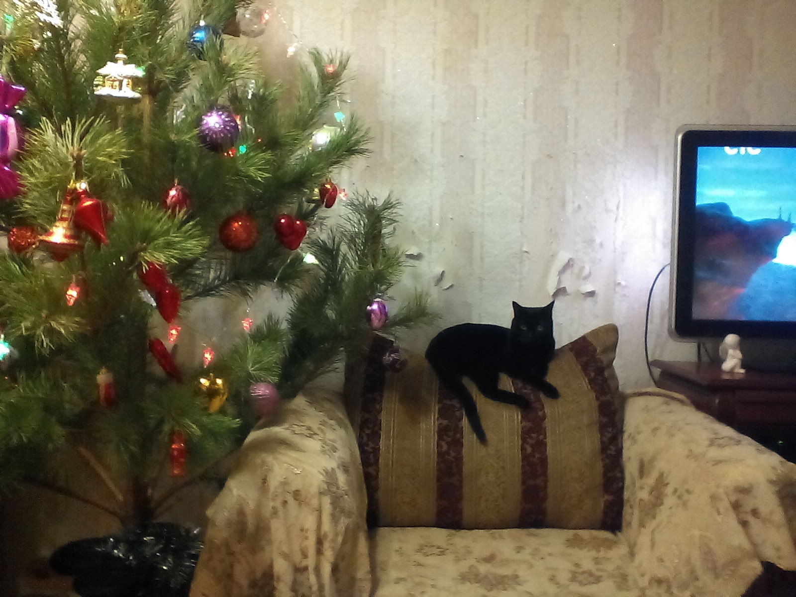 Can't go to the tree? OK.... - My, cat, New Year