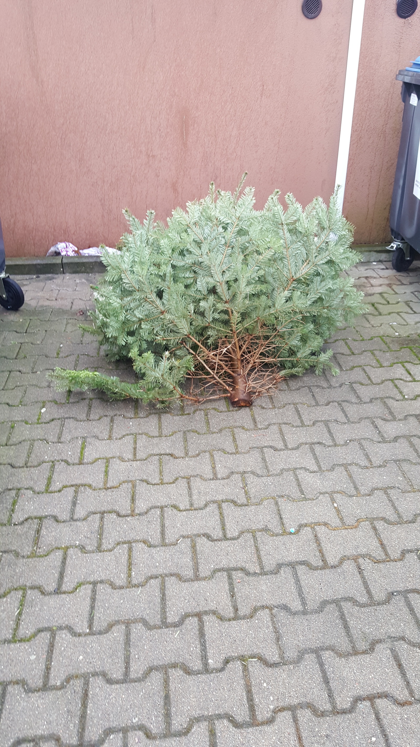 Germany, 04.01.2017. - My, Germany, Christmas trees, New Year