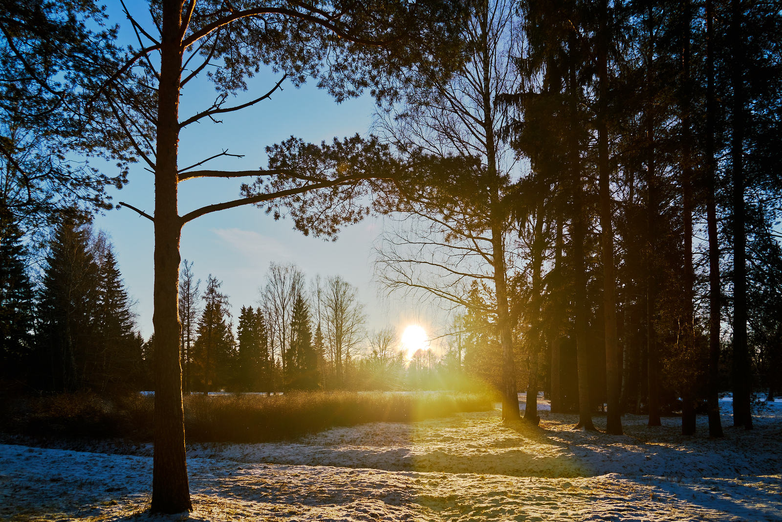 Pavlovsk park at sunset. - My, Pavlovsky Park, The park, Pavlovsk, Saint Petersburg, Winter, The sun, Sunset