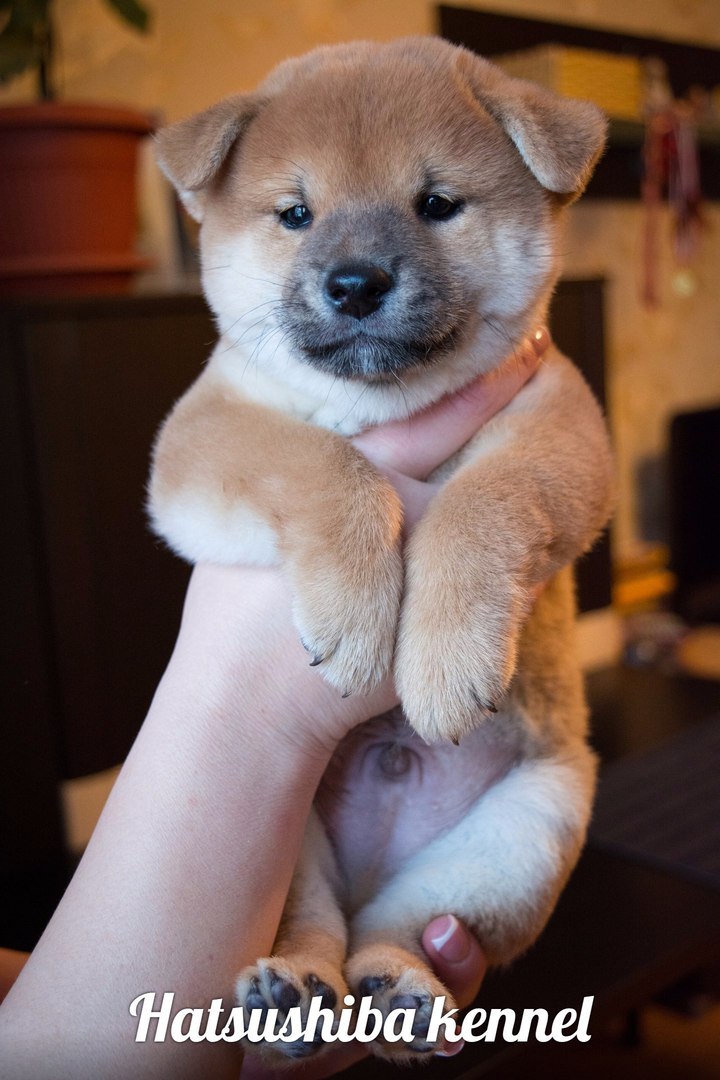 Babies are growing up. - My, Dog, Shiba Inu, Puppies, The photo