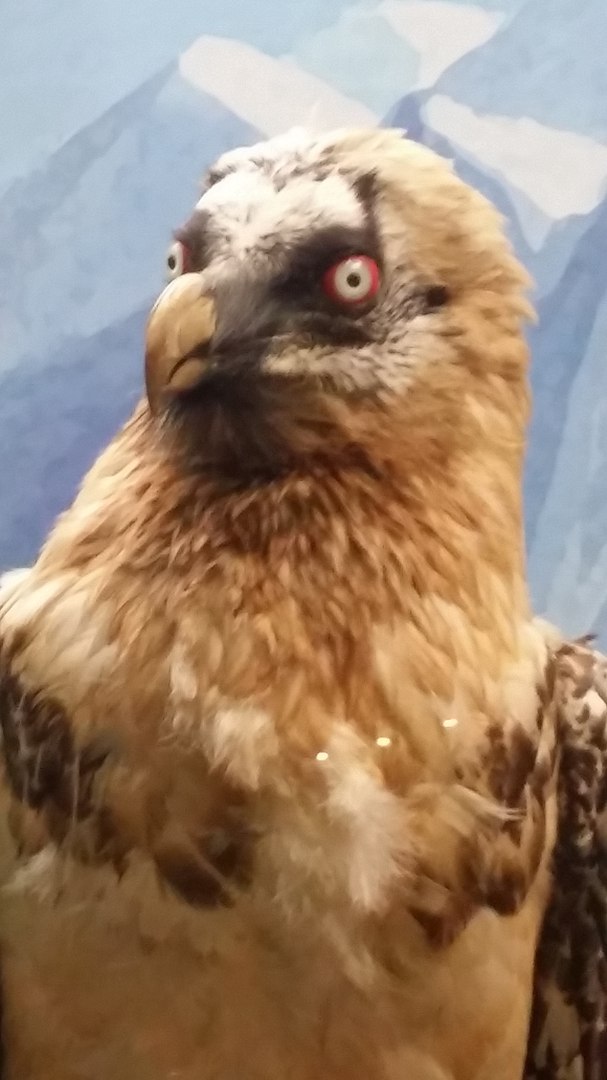 Eagle at the Darwin Museum - My, Darwin Museum, Unexpected turn, Longpost