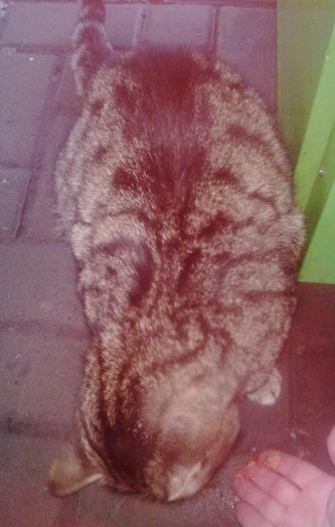 Mustache-striped in good hands (take #2) - cat, Help, Lost, In good hands, Lipetsk, Voronezh, Tambov, Helping animals, Longpost