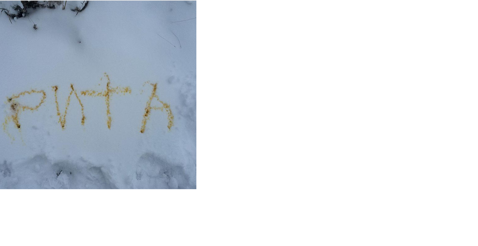 Надпись мочой на снегу