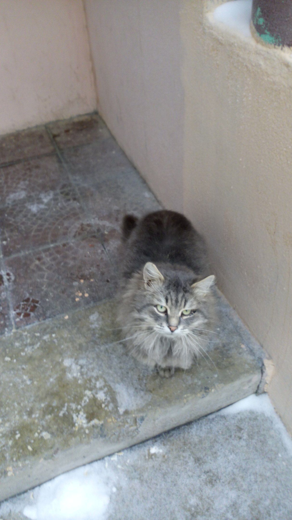 A handsome Siberian is looking for a home! - My, cat, Help, Foundling, In good hands, Lipetsk, Voronezh, Tambov, Helping animals, Longpost