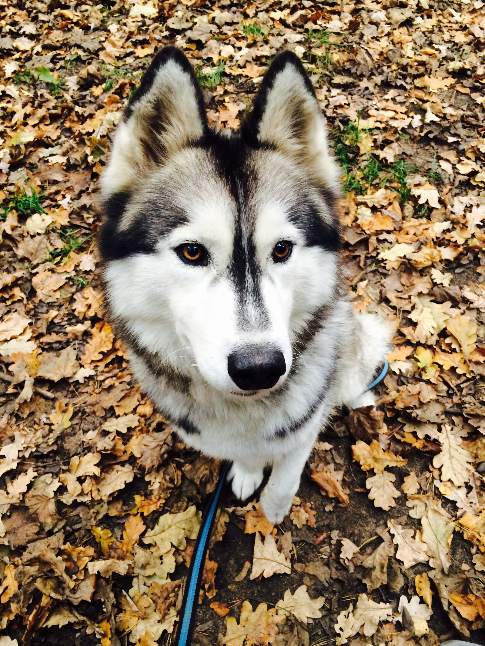 Husky named Harty - My, Dog, Husky, Siberian Husky, Friend, Moscow, Kuzminki, Longpost