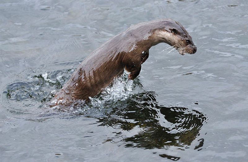 Cycle: Fluffy hunters. - My, Hunting, Otter, Fluffy, Longpost