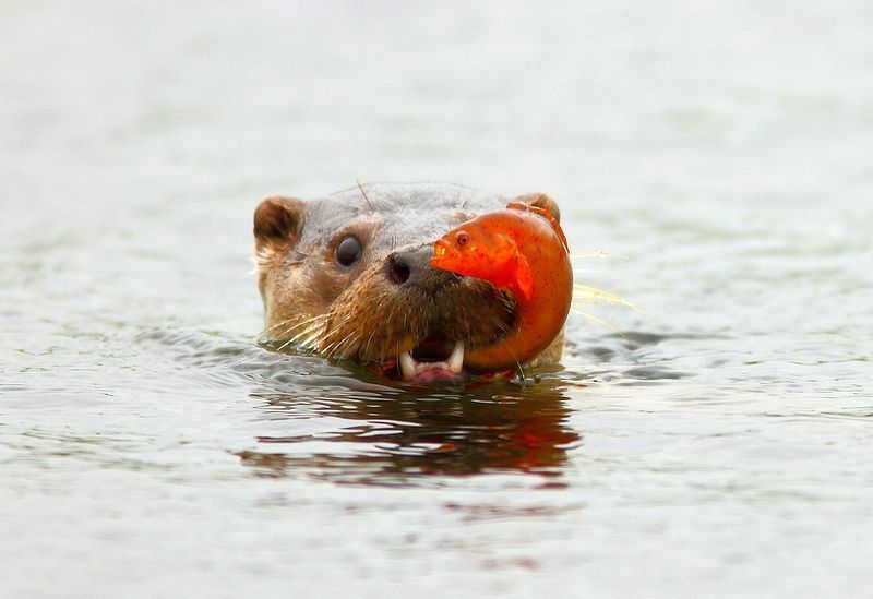 Cycle: Fluffy hunters. - My, Hunting, Otter, Fluffy, Longpost