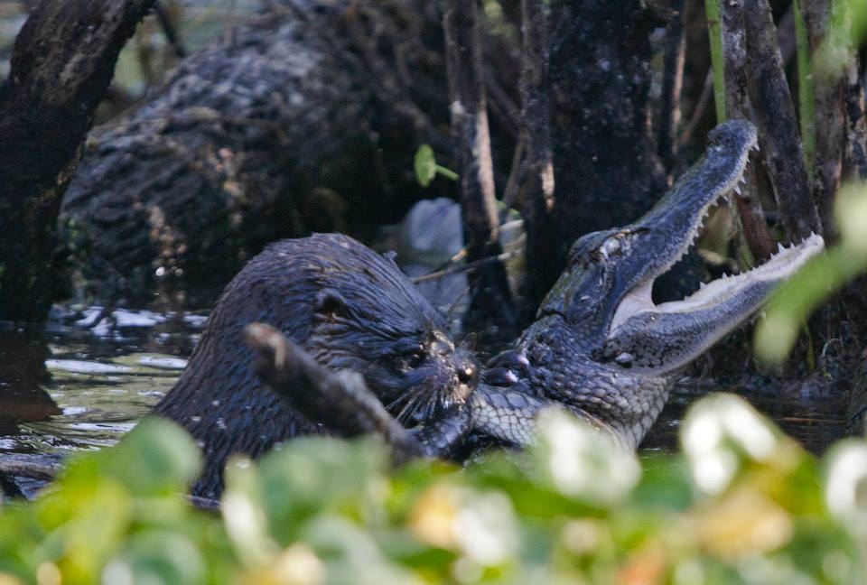 Cycle: Fluffy hunters. - My, Hunting, Otter, Fluffy, Longpost