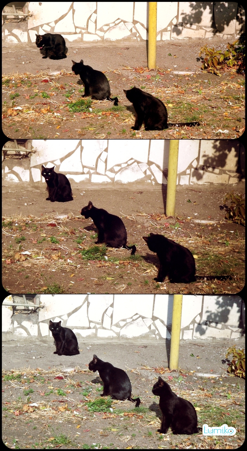 I'm passing by... - My, Black cat, cat, Fractals, Twins, 