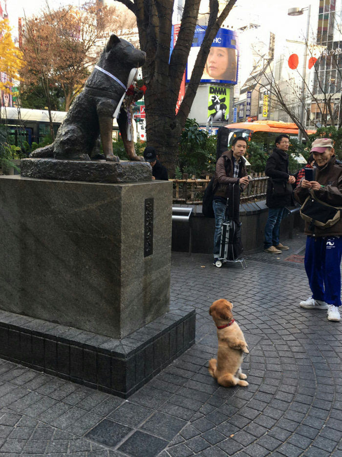 Hachiko - Dog, Milota, beauty, Hachiko, The statue, Master, Grandfather, Fast, Sculpture