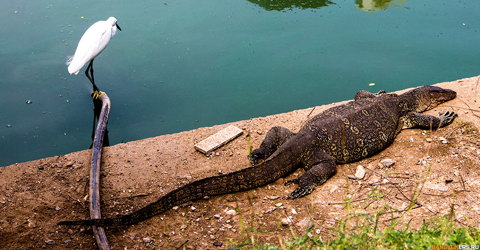 The heron dried up, the heron languished, but the monitor lizard does not care ... - My, Thailand, Bangkok, Monitor lizard, Heron, 