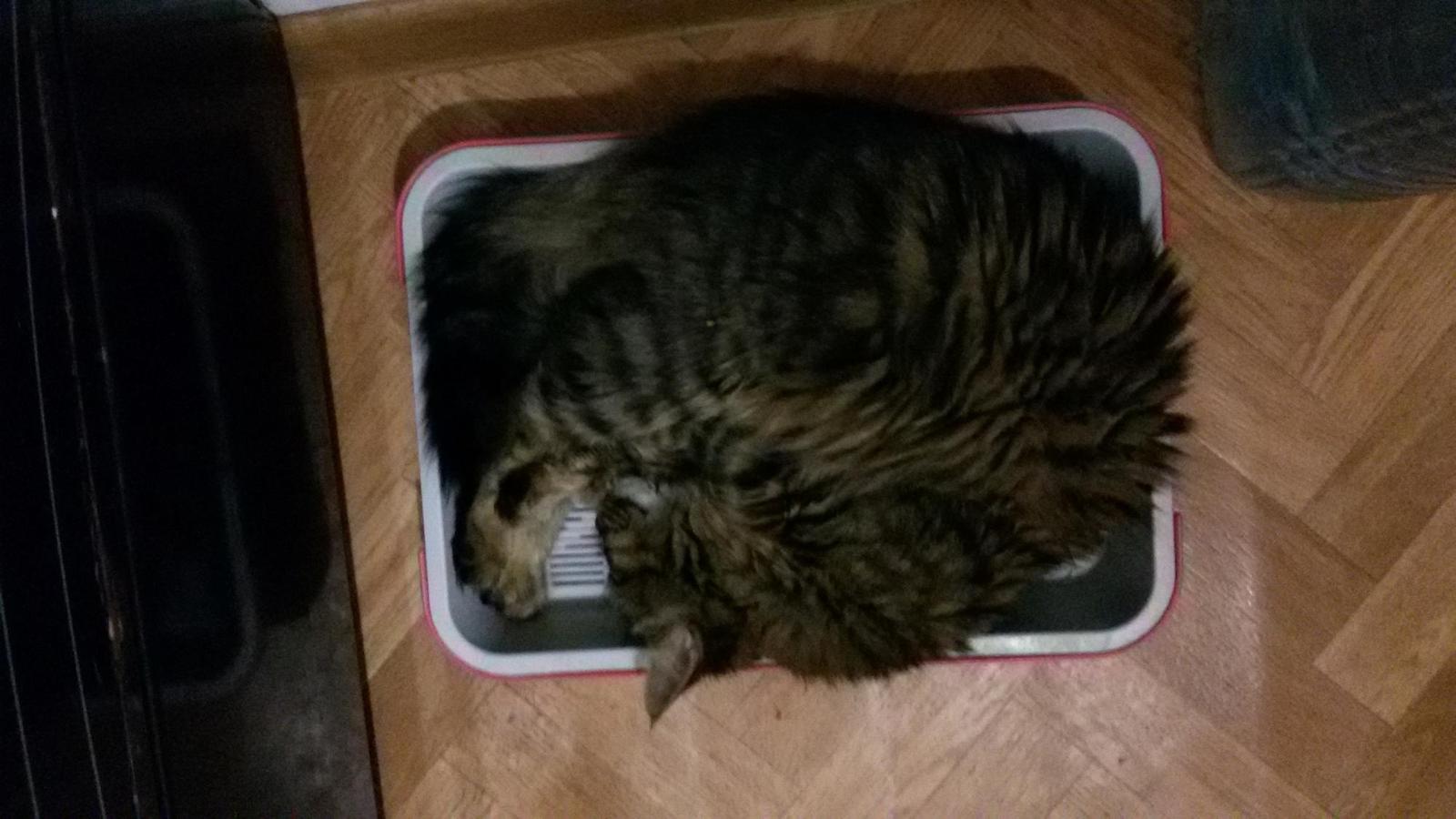 When you're afraid not to run - My, cat, Tray, Dream