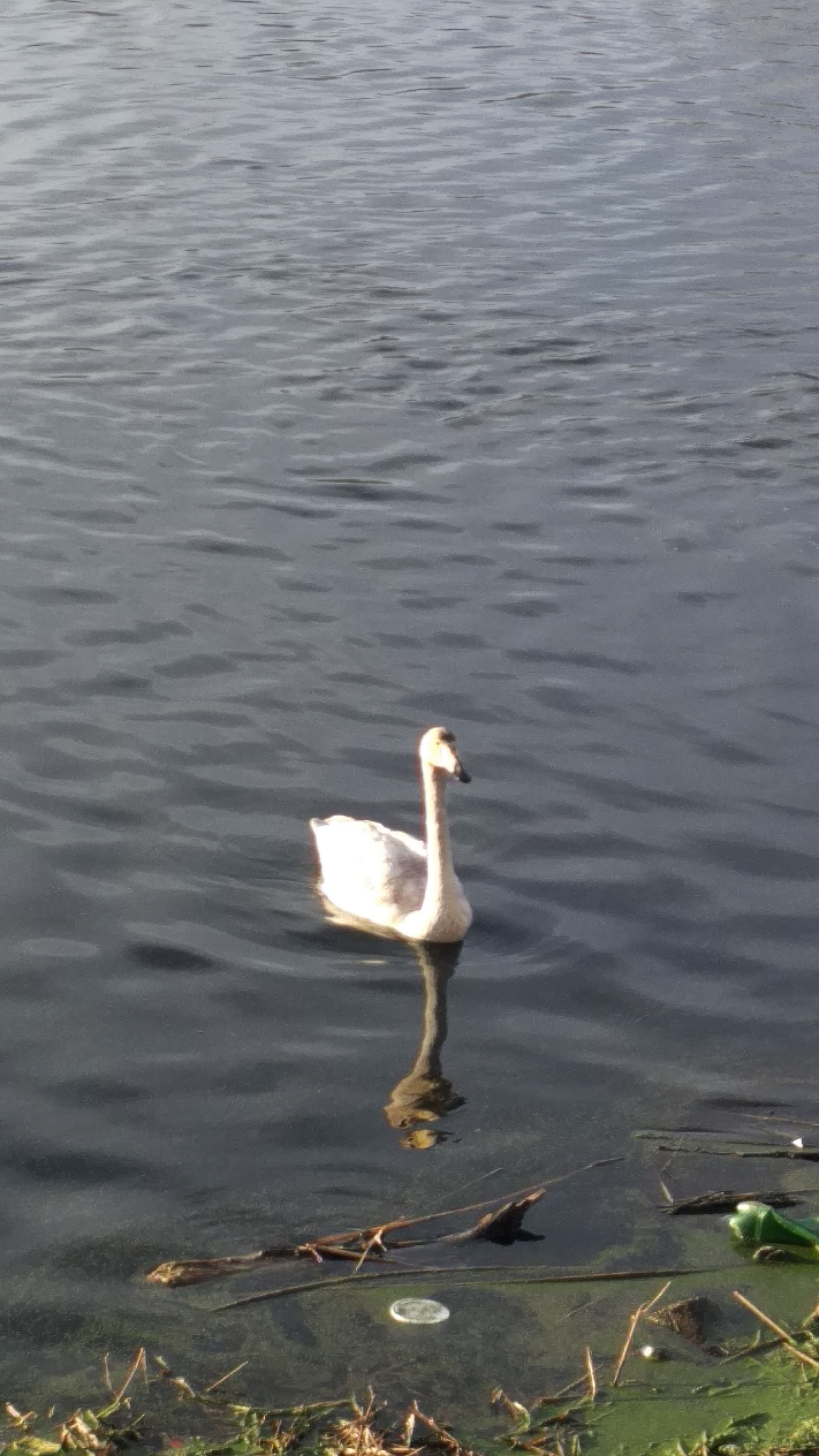 Swans - My, Swans, Avian influenza, Khadyzhensk, Winter, Краснодарский Край, Longpost, My