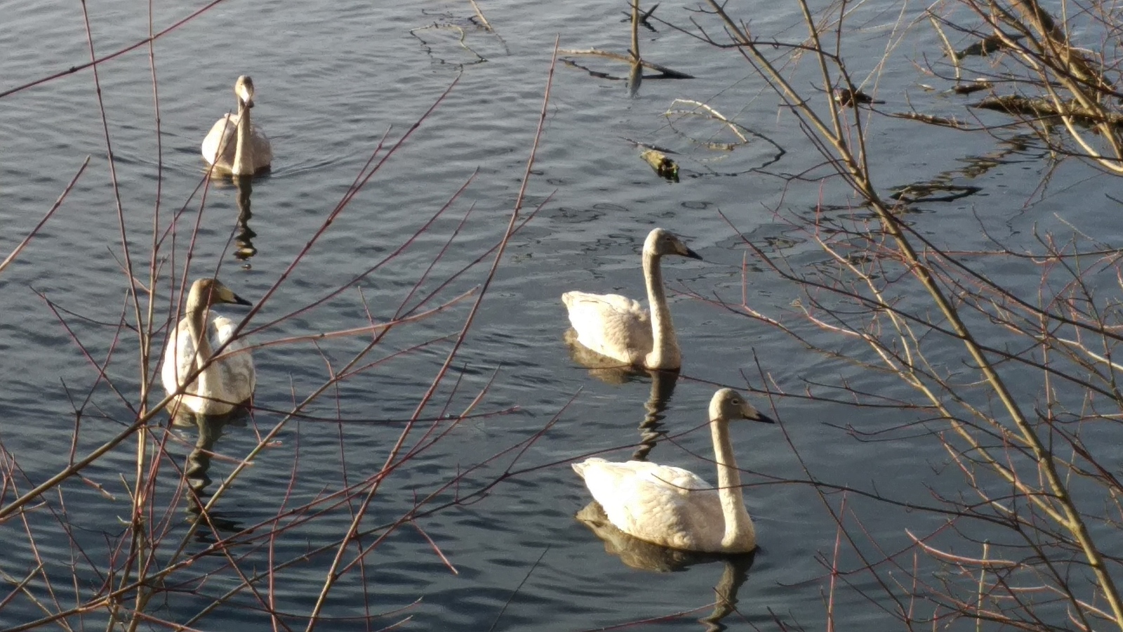 Swans - My, Swans, Avian influenza, Khadyzhensk, Winter, Краснодарский Край, Longpost, My