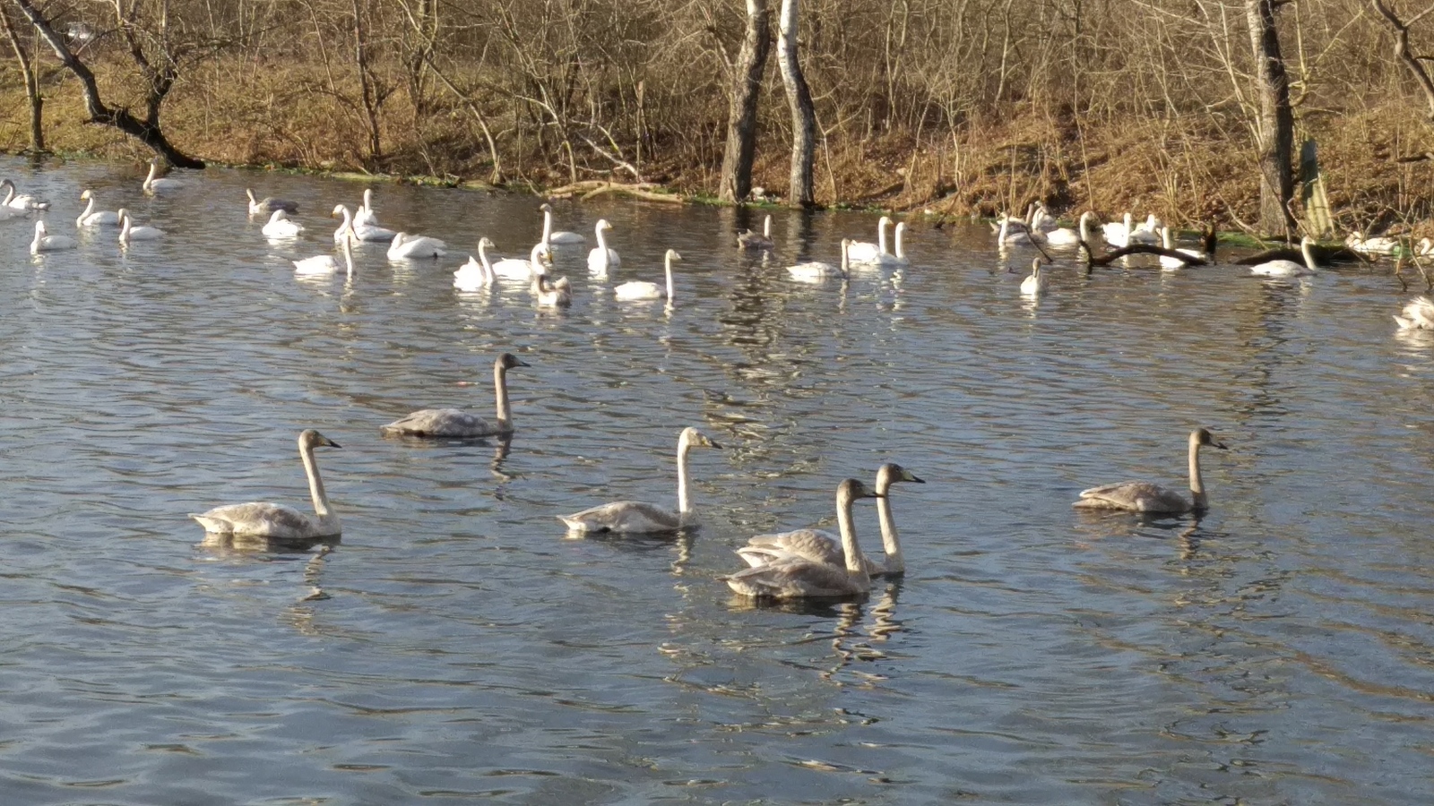 Swans - My, Swans, Avian influenza, Khadyzhensk, Winter, Краснодарский Край, Longpost, My