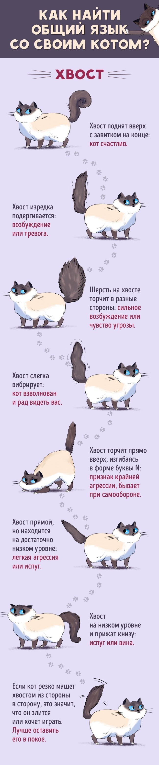 people and cats - cat, Communication, ADME, Useful, Longpost