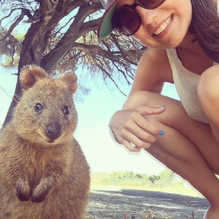 The cutest and friendliest selfie animal in the world!!! - Quokka, , Milota, Longpost