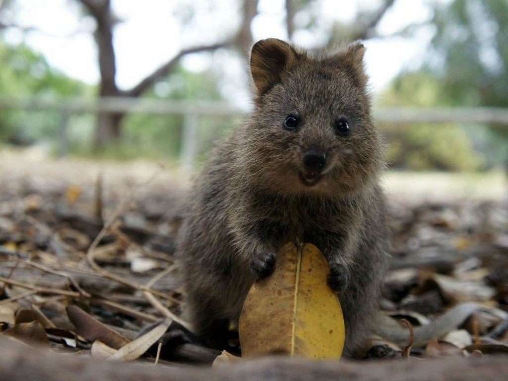 The cutest and friendliest selfie animal in the world!!! - Quokka, , Milota, Longpost