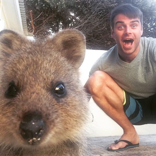 The cutest and friendliest selfie animal in the world!!! - Quokka, , Milota, Longpost