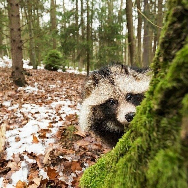 Good evening) - good evening, Milota, Forest, Leaves, Eyes