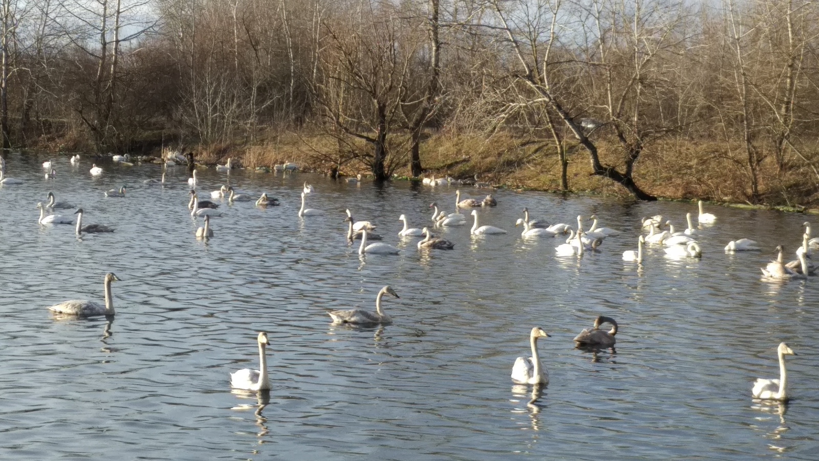 Swans - My, Swans, Avian influenza, Khadyzhensk, Winter, Краснодарский Край, Longpost, My