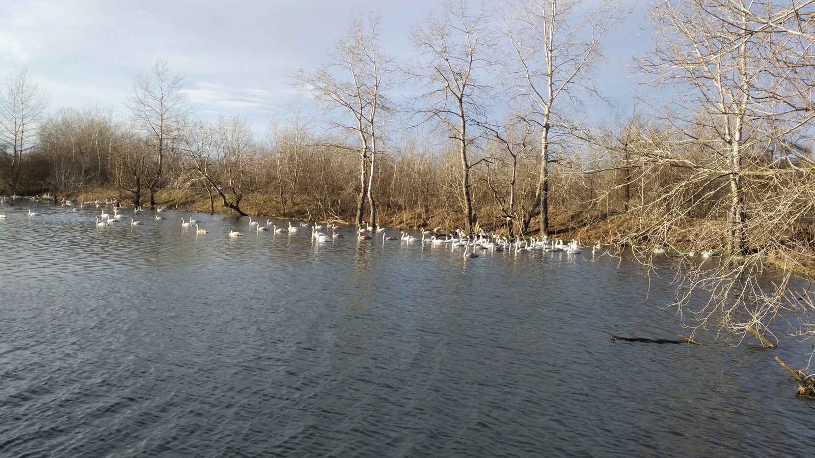 Swans - My, Swans, Avian influenza, Khadyzhensk, Winter, Краснодарский Край, Longpost, My