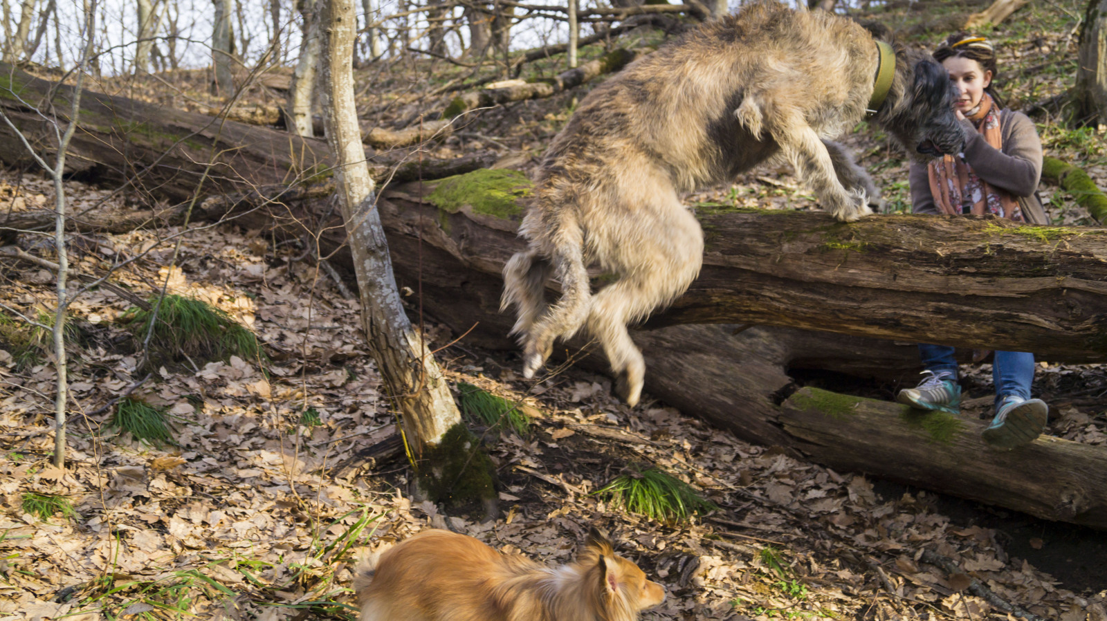 зоофилилка с собакой