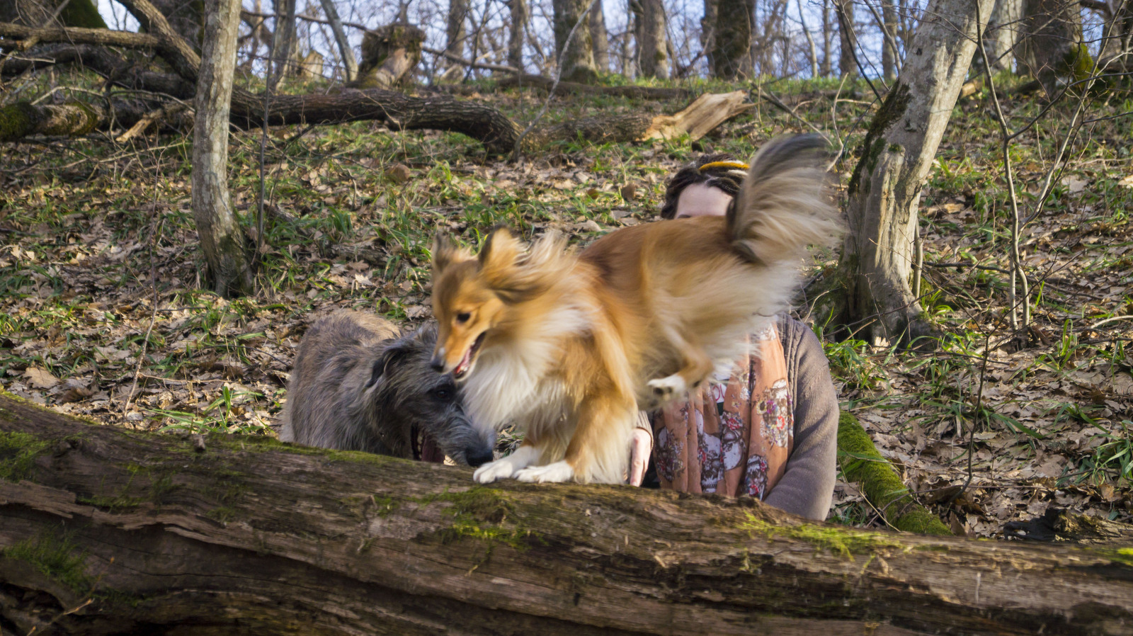 зоофилилка с собакой Город Горячий Ключ, канун Рождества, +18 С | Пикабу