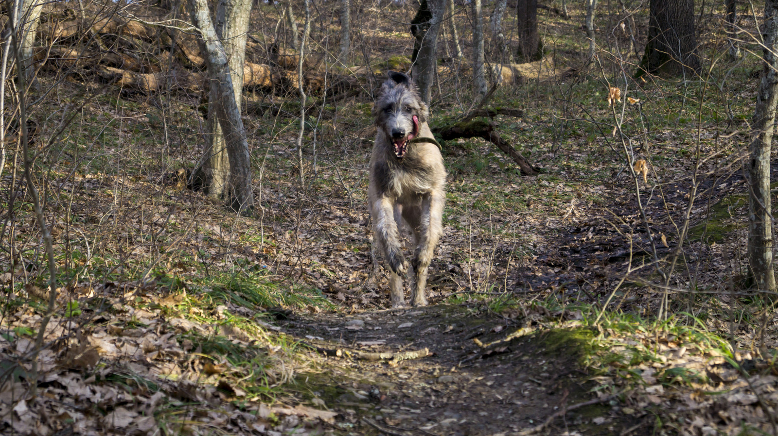 зоофилилка с собакой