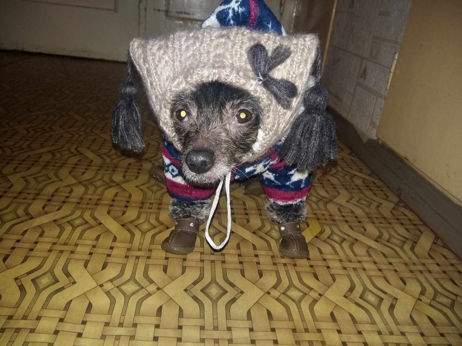 When -25, there is no wool, but I want to walk - My, freezing, Dog, Chinese Crested, Clothes for animals, Longpost