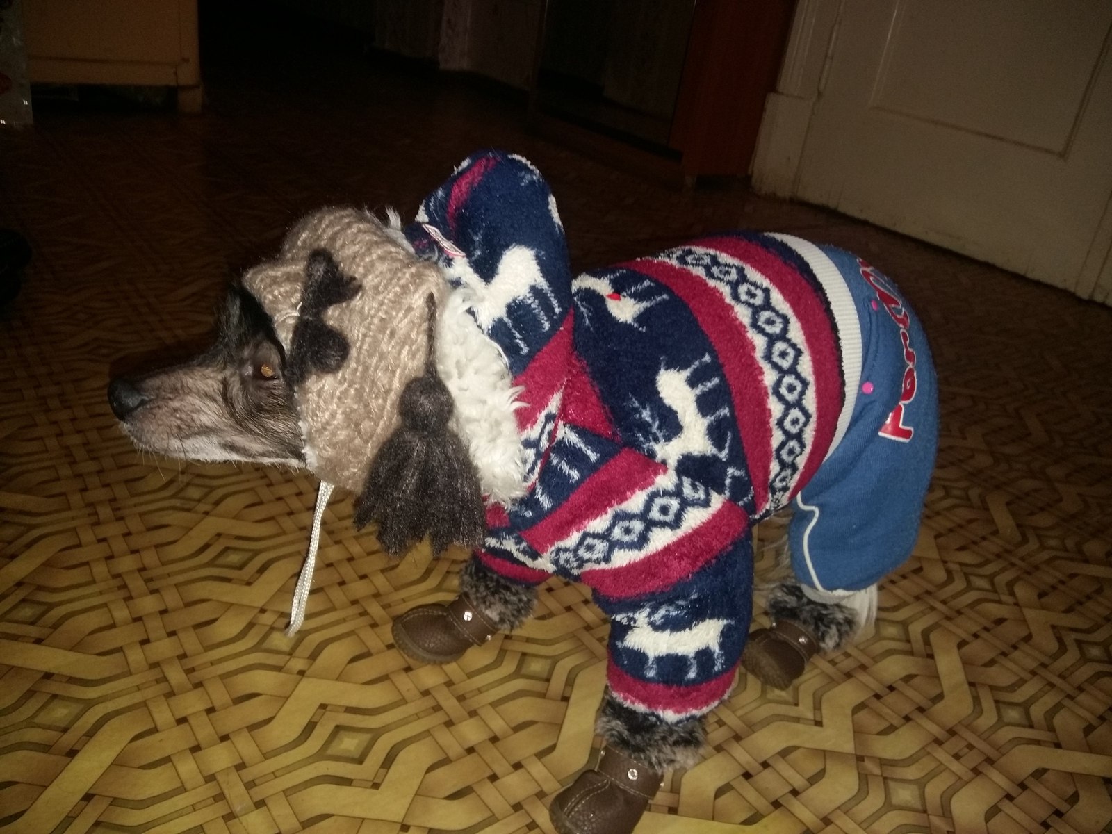 When -25, there is no wool, but I want to walk - My, freezing, Dog, Chinese Crested, Clothes for animals, Longpost