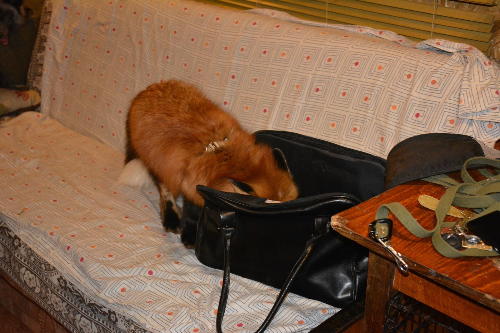 The main thing is to put your nose in the bag - My, Fox, Сумка, Guests, , Domestic fox, Ears, 