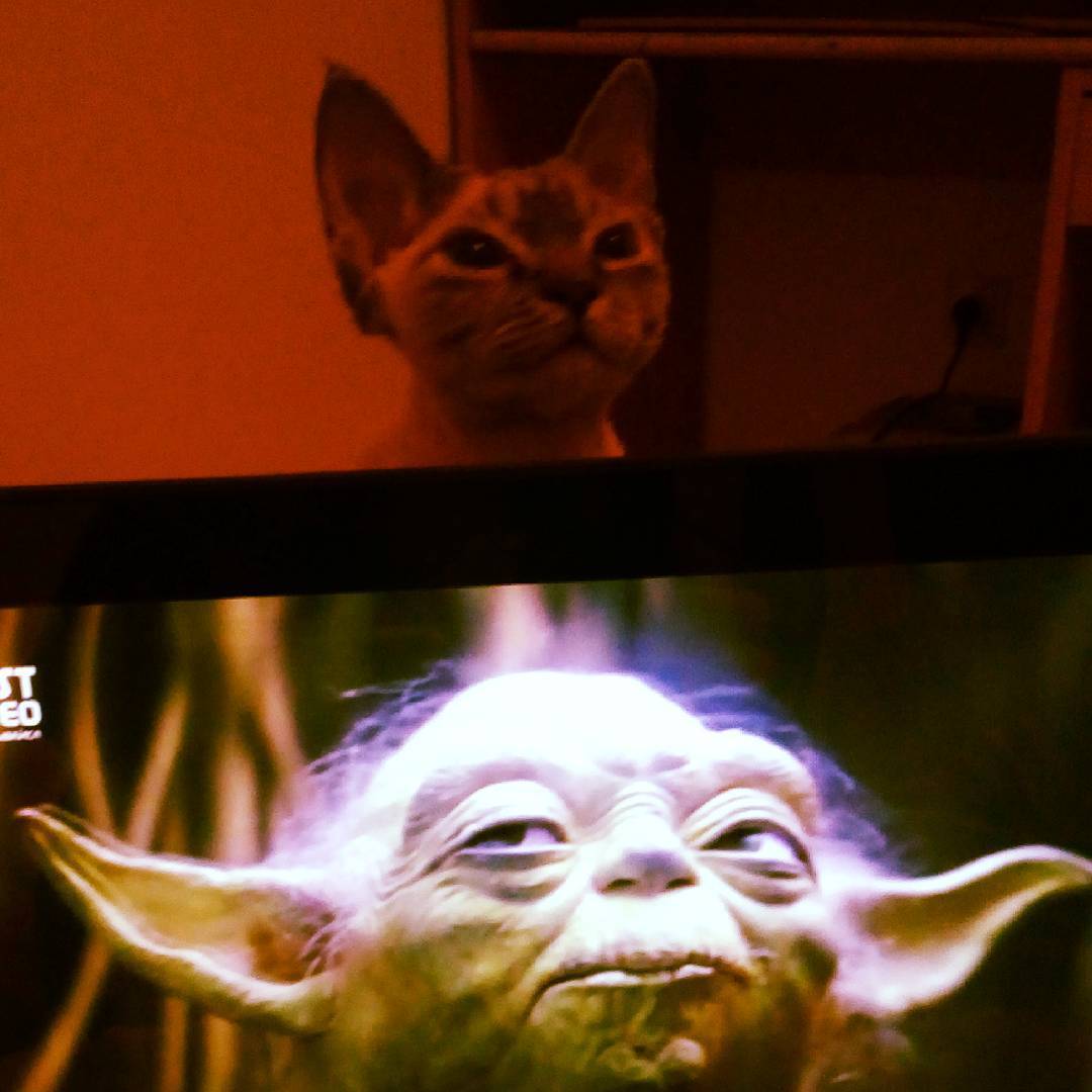 The cat knows how to use power - My, cat, Yoda, Star Wars