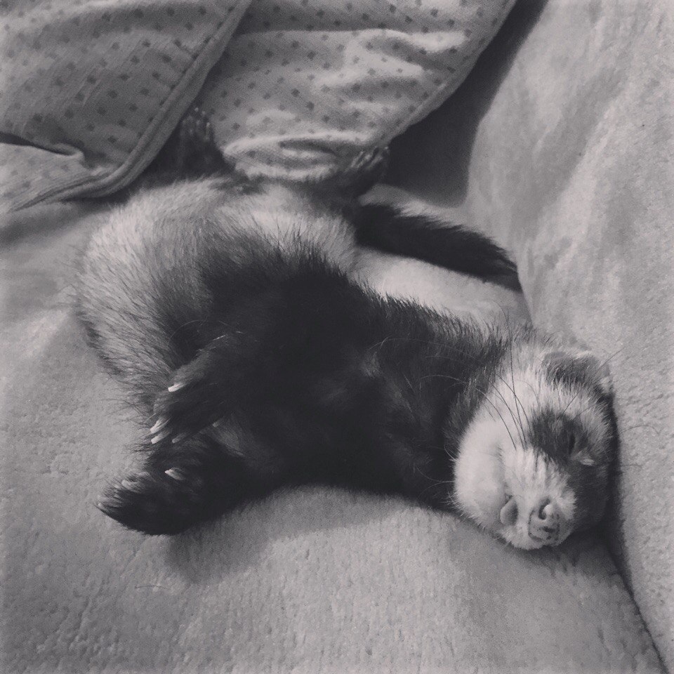 My Happy =^__^= - My, Ferret, , Dream