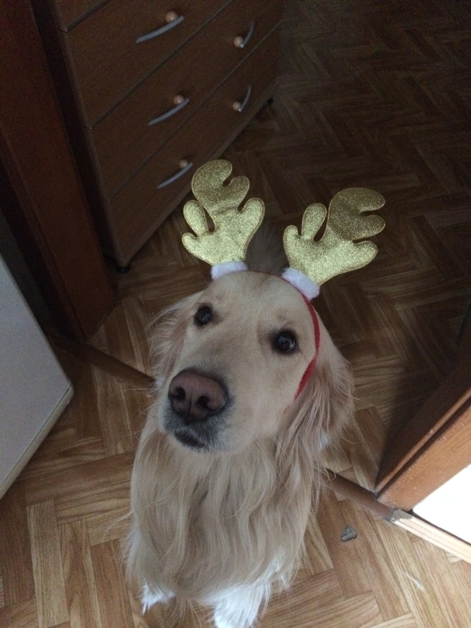 My Christmas dog who loves winter very much))) Good luck to everyone) - My, Dog, Winter, Games, Kindness, Christmas, Longpost