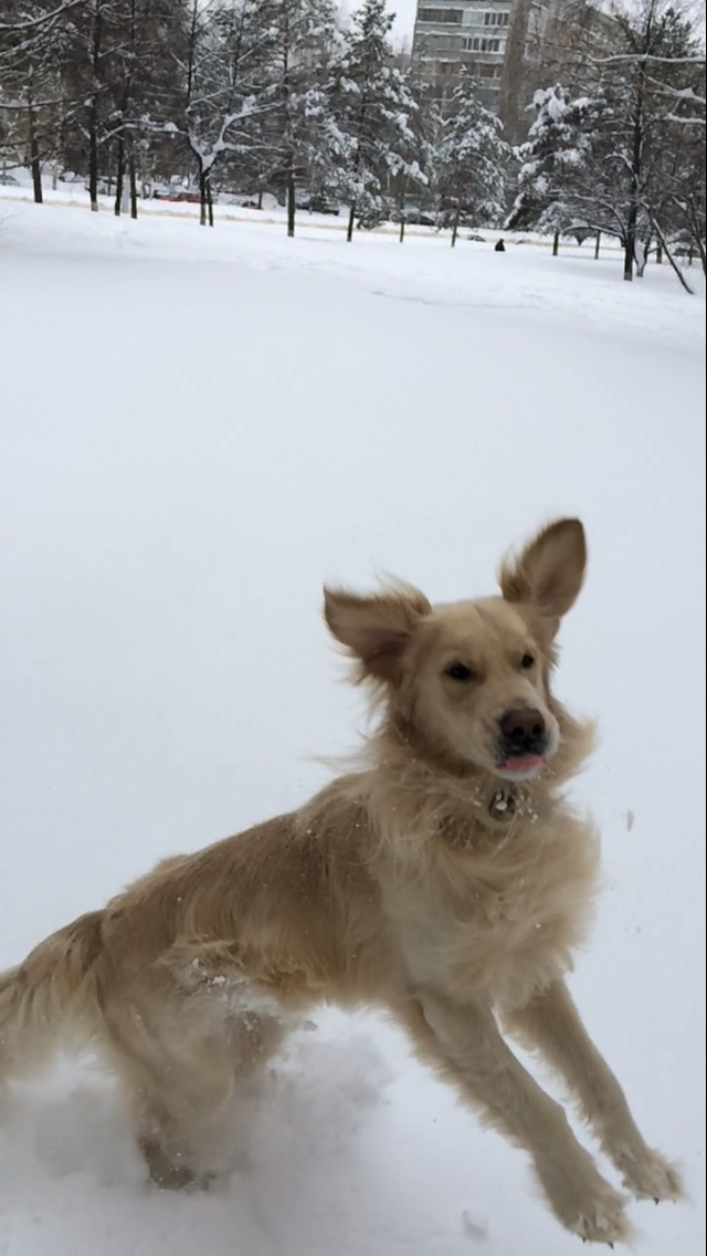 My Christmas dog who loves winter very much))) Good luck to everyone) - My, Dog, Winter, Games, Kindness, Christmas, Longpost