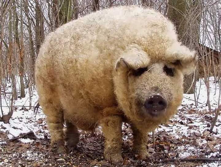 Mangalitsa is the only breed of pig in the world that has retained the coat like that of sheep. - Pig, Wool