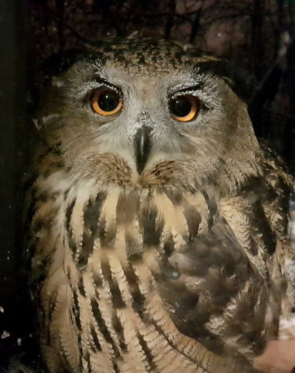 Snowflake outside the window - My, Spruce, Owl, Owl, freezing, House owls, Frost, Yoll, Longpost