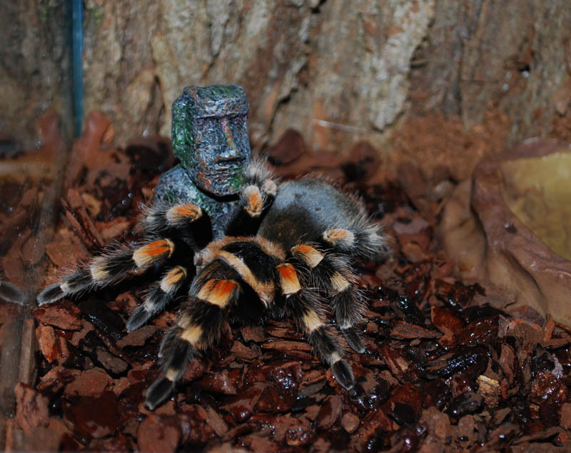 My furry friends and Arachnophobia. - My, Spider, Arachnophobia, Exotarium, Tarantula, Bird spiders, Longpost