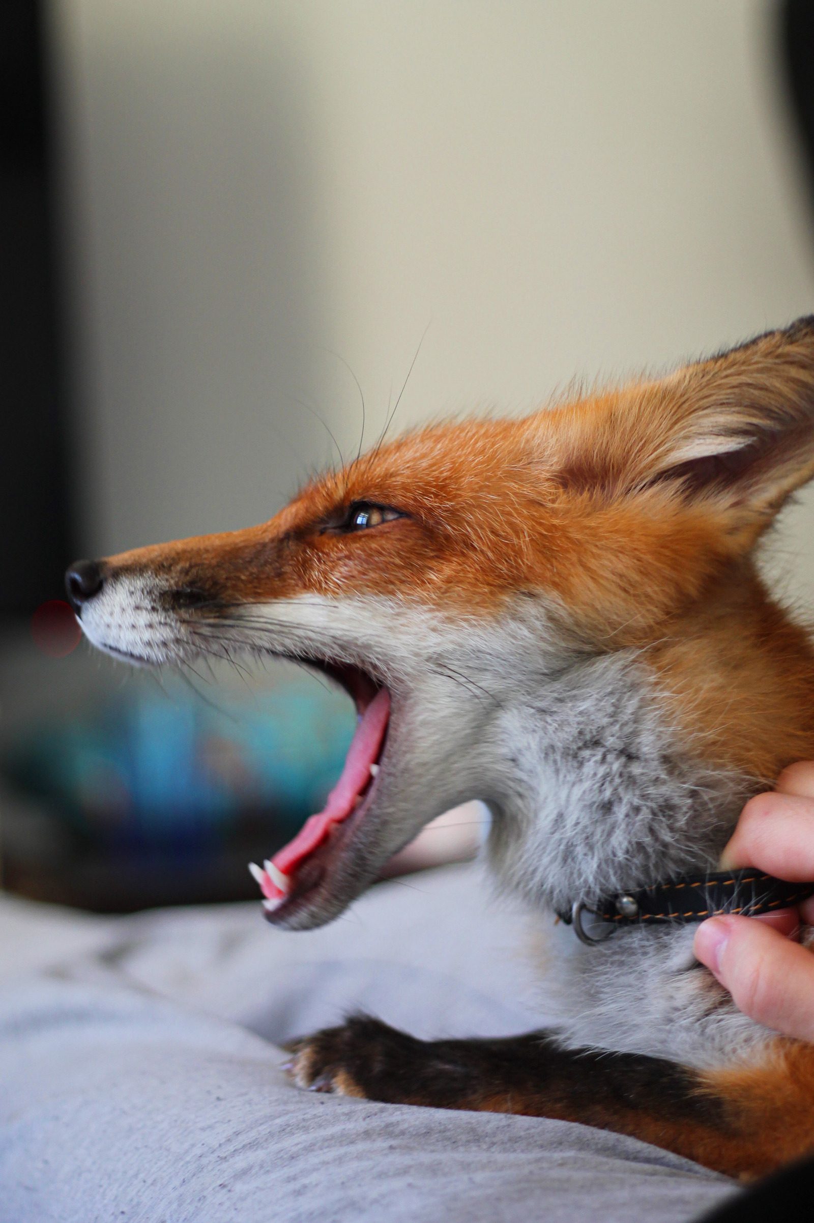 Good morning! - My, Sonya the domestic fox, Domestic fox, Fox, Fox, Good morning, Longpost