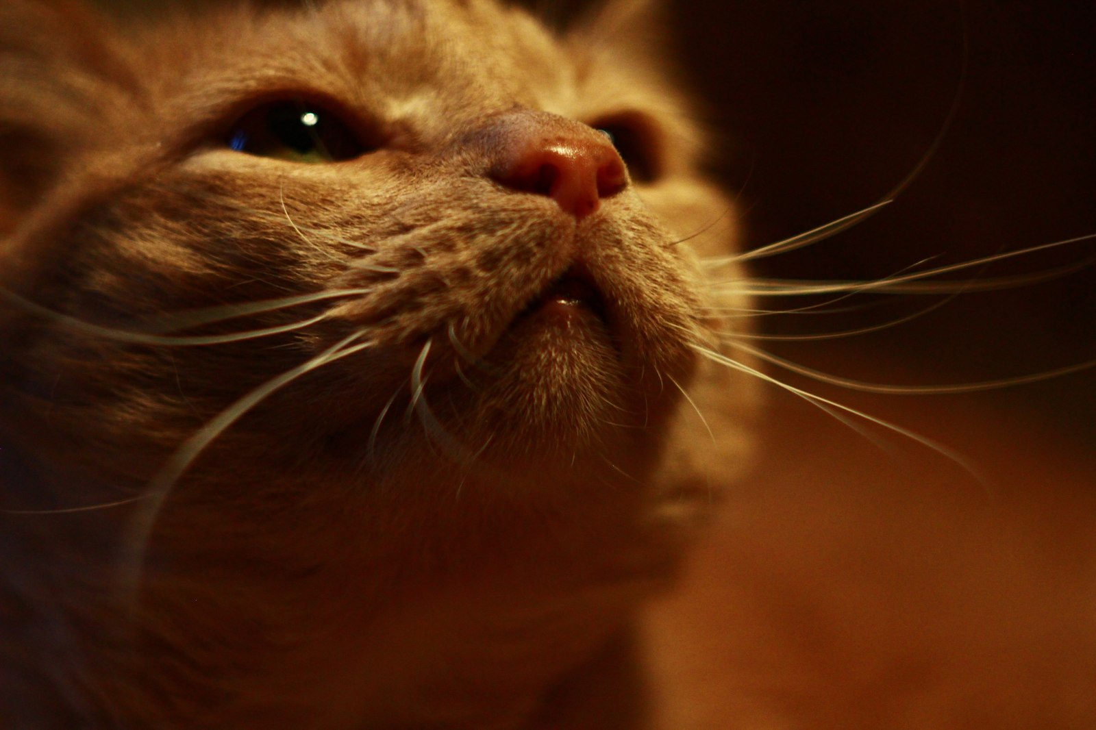 Red muzzle - My, cat, Redheads, Helios44-2, Helios44-2